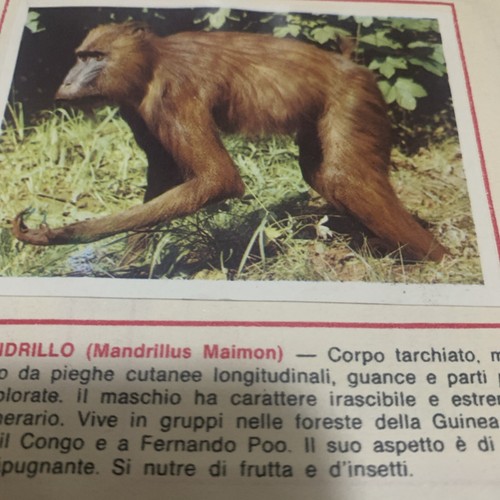 Figurina animali ed - 41,