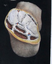 1866,ANATOMIA UMANA N.H. JACOB COLORE MANO XA5