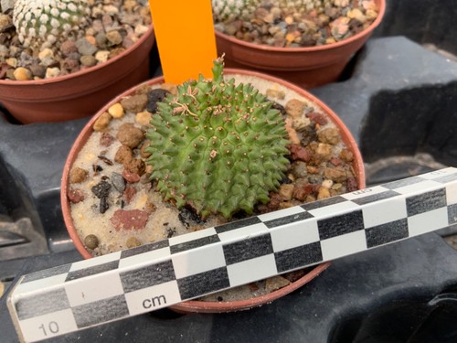 029 euphorbia susannae obesa - euphorbia,