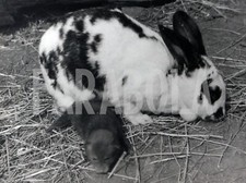 Foto vintage Francia, Coniglio con cucciolo di volpe, 1967, stampa 24x18 cm