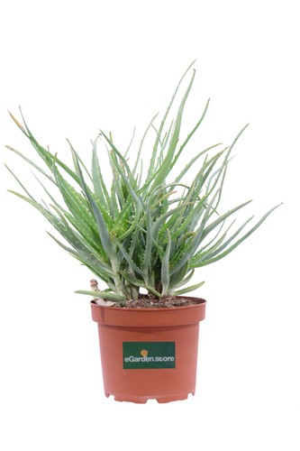 Pianta aloe arborescens - di,