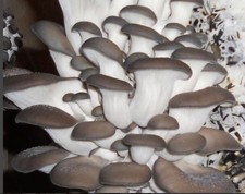 Pleurotus sajor-caju Grey