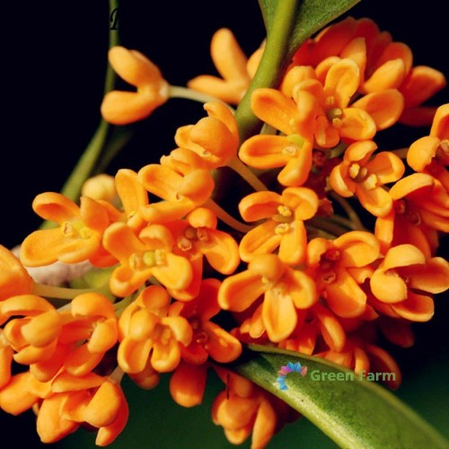 Semi osmanthus profumato - osmanthus,