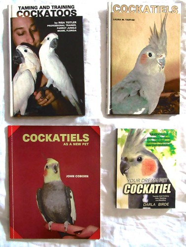 Bks cockatiels new pet - cockatiels,