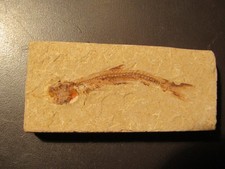 Fossile di Lycoptera , pesce