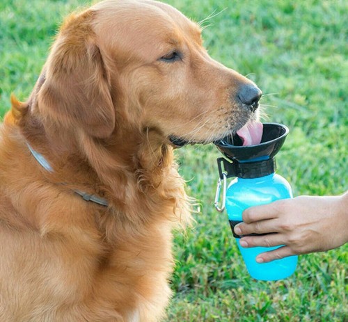 Dog water bottle - bottle, dispenser