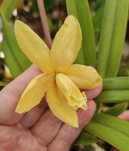 Orchidea compatta cattleya - orchidea,