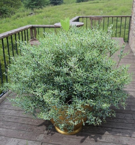 Piante ligustrum ibota - 2,