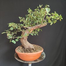 PRE BONSAI ESEMPLARE DI PRUNUS