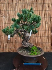 Bonsai di Pino Pentaphilla h
