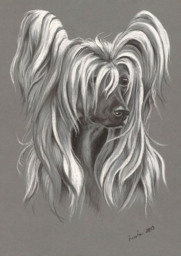 Cane crestato cinese senza - *,