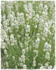 Pianta di LAVANDA INTERMEDIA