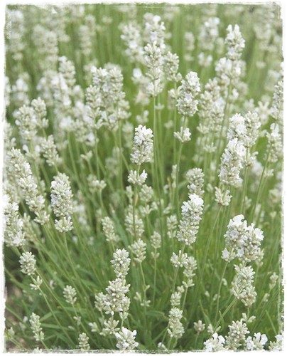 Pianta lavanda intermedia - pianta,