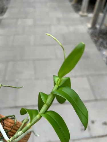 Barkeria whartoniana specie