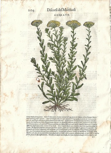 Stampa antica mattioli - antica,
