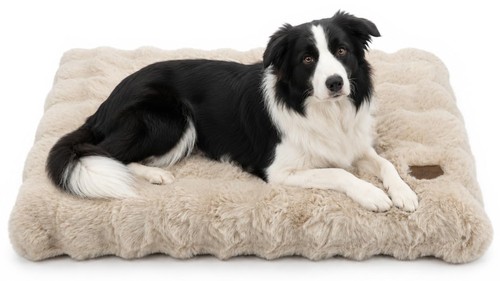 Bingopaw cuccia cane interno - cuccia,