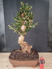 Bonsai olivastro h 44 cm - bonsai,