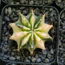 Gymnocalycium mihanovichii