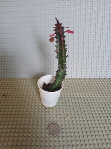 Euphorbia trigona pianta - euphorbia,