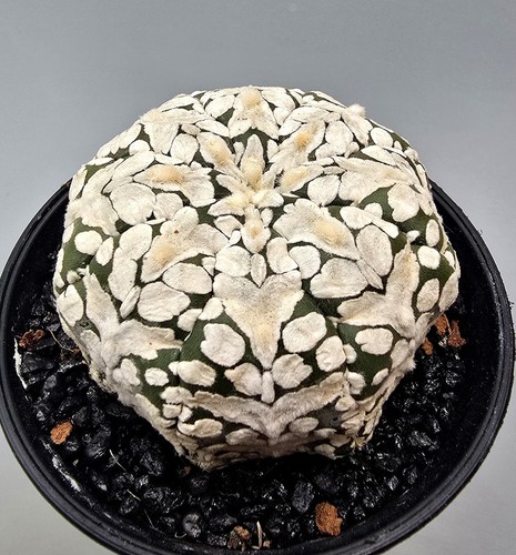 Astrophytum asterias super - astrophytum,