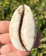 Florida Fossil Gastropode
