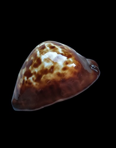 Shell conchiglia cypraea zoila - conchiglia,