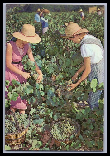 Cartolina cavas codorniu - cavas,