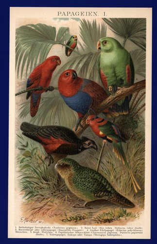Litografia anno 1896 - ,