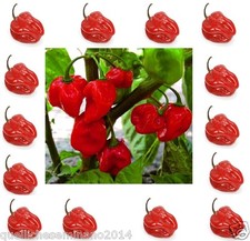  40semi puri di habanero