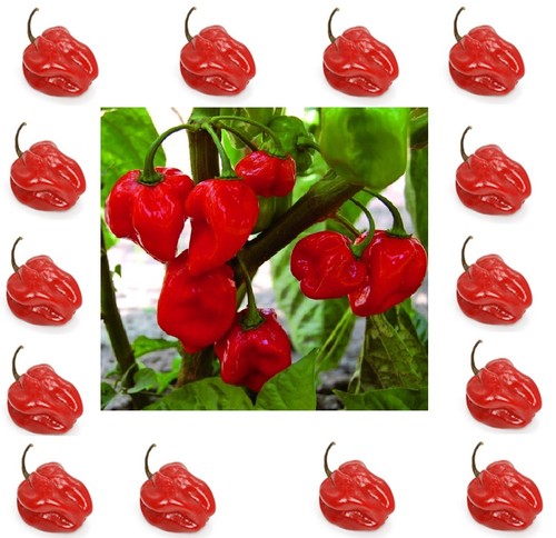 40semi puri habanero - di,