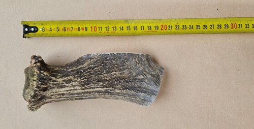 Pezzo corno di - pezzo,