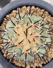 1pcs  Copiapoa columna-alba