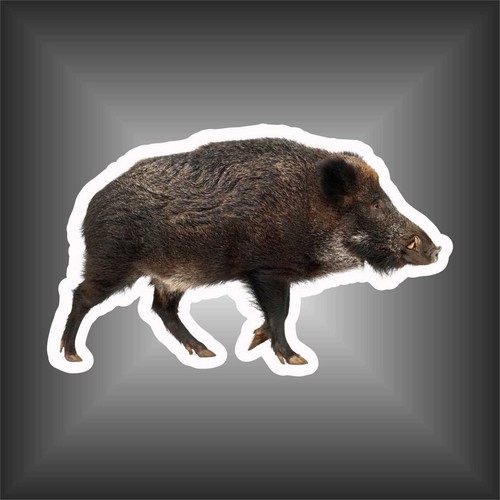 Adesivo sticker cinghiale - sticker,