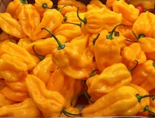 10 semi impertinenti Habanero