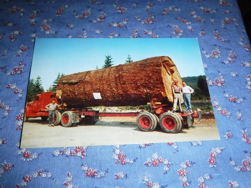 Vecchia cartolina tronco - , di