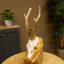 Corna di Cervo Peso 295 G