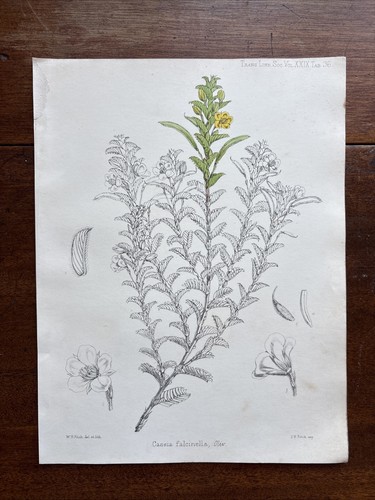Antica cassia falcinella - cassia, fiore