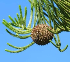 Araucaria heterophylla - abete norfolk