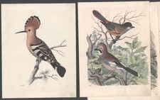 4x litografia antica colorata