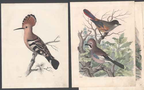 Litografia antica colorata - 4x,