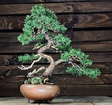 BONSAI di Ginepro giapponese, Shimpaku Juniperus WACHOLDER  Japanese Juniper