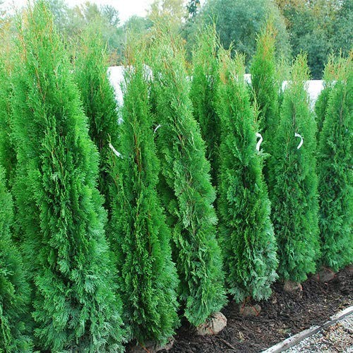 Tuia smeraldo thuja - smeraldo,
