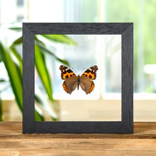 Indian red admiral - red,