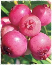 Pianta di MIRTILLO ROSA