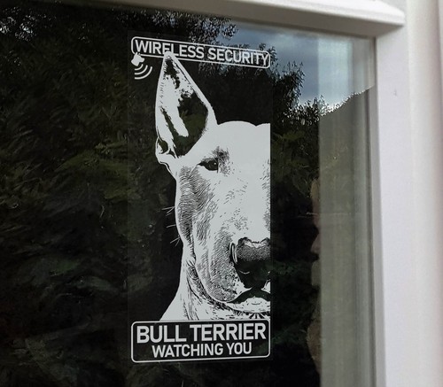 Bull terrier sicurezza - terrier,