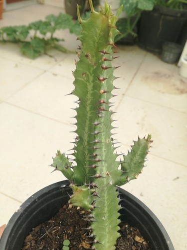Suculenta euphorbia trigona - euphorbia,