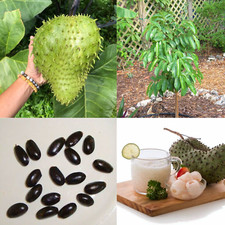 40+ Semi di Soursop Annona