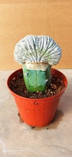 Astrophytum Miriostigma Cv