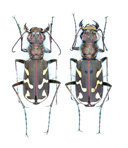 Cicindelidae cicindela - cicindelidae,,