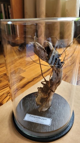 Entomologia insetti - entomologia,